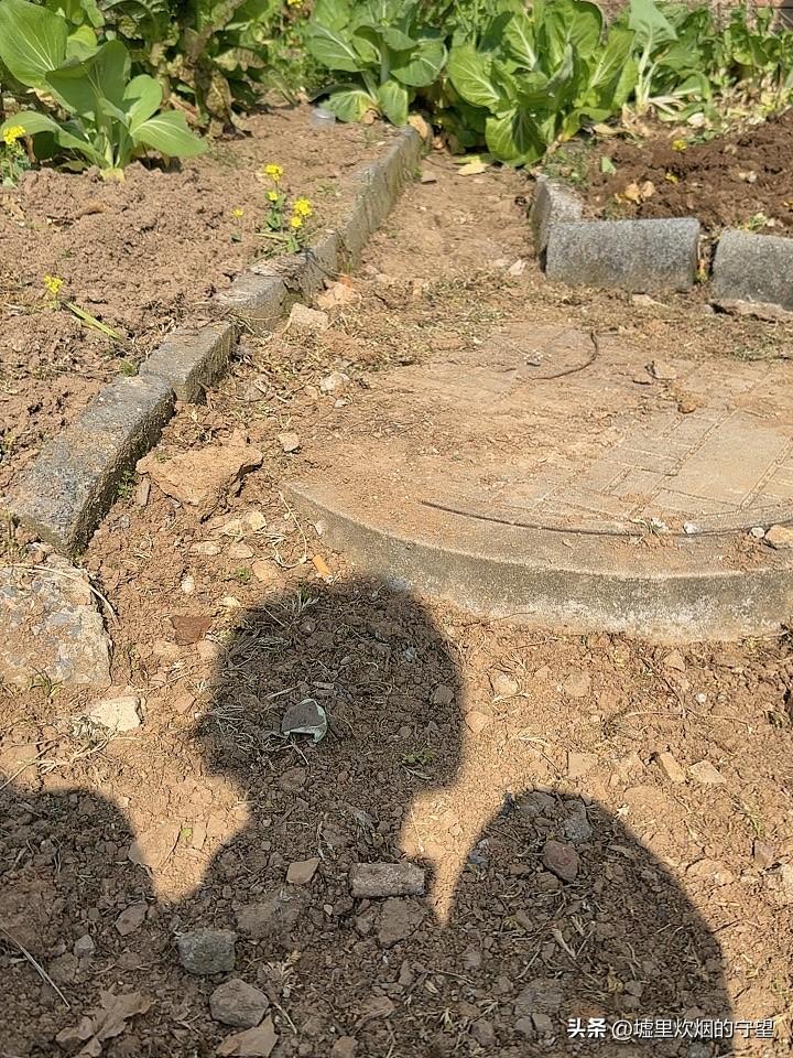 今天是周六，抽空去菜地。

姐妹们，你们知道种菜的乐趣吗？今天上午，我去自己家的