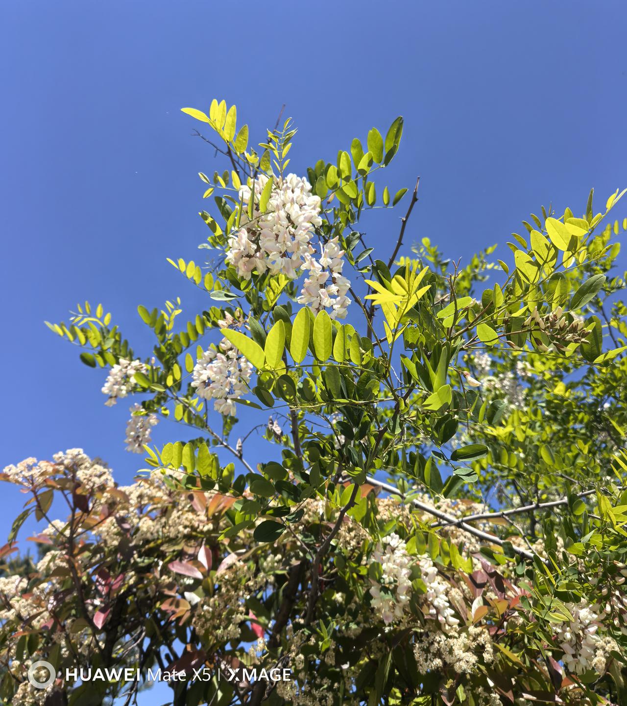槐花（野）满山遍野，有零零散散的采摘。
麦田麦穗，瓜田瓜秧，叫不上名的野花很多。