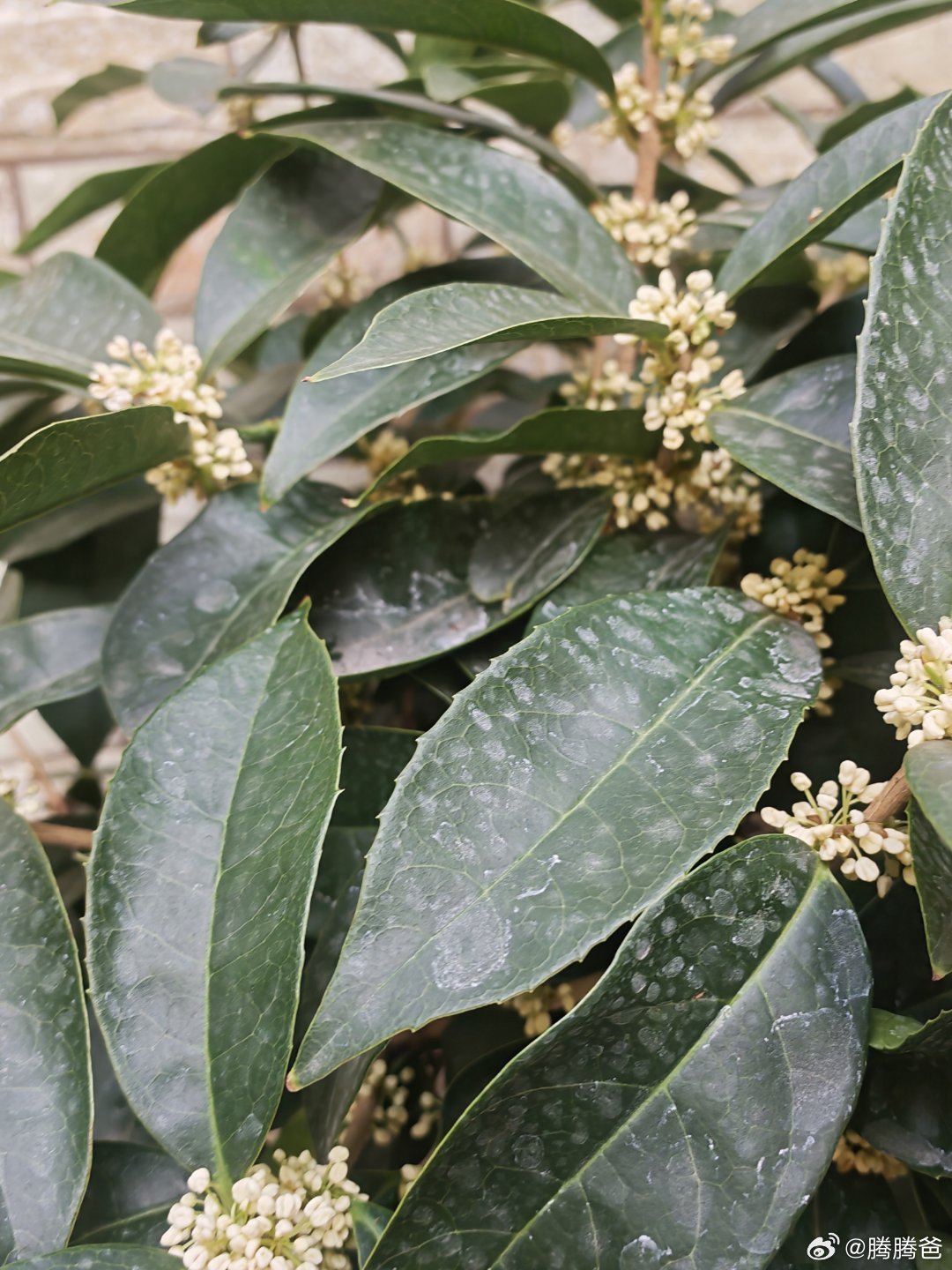 盆景银桂，也开花了。[作揖][作揖] ​​​
