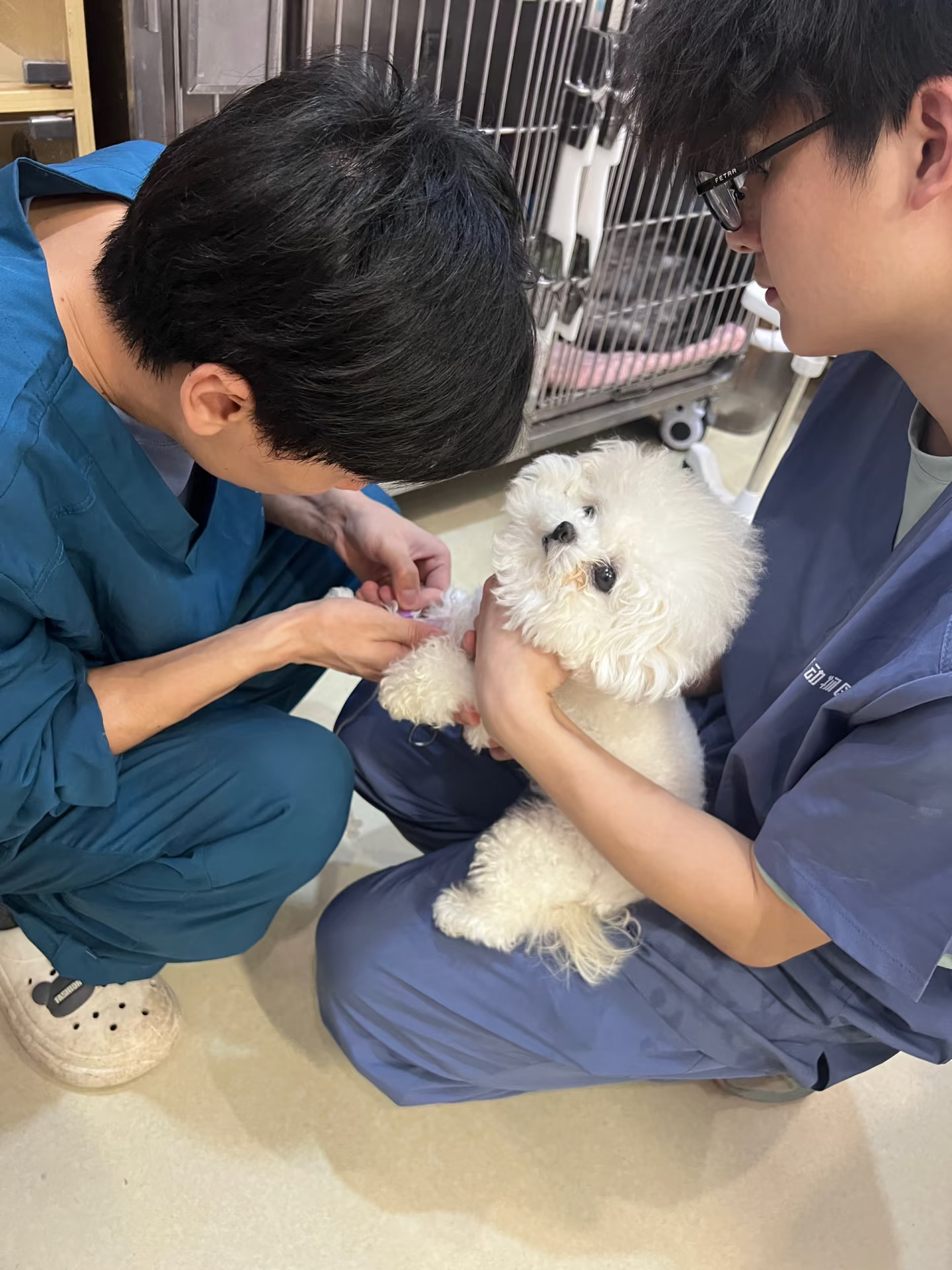 韩系超小体比熊卷卷｜测孕酮