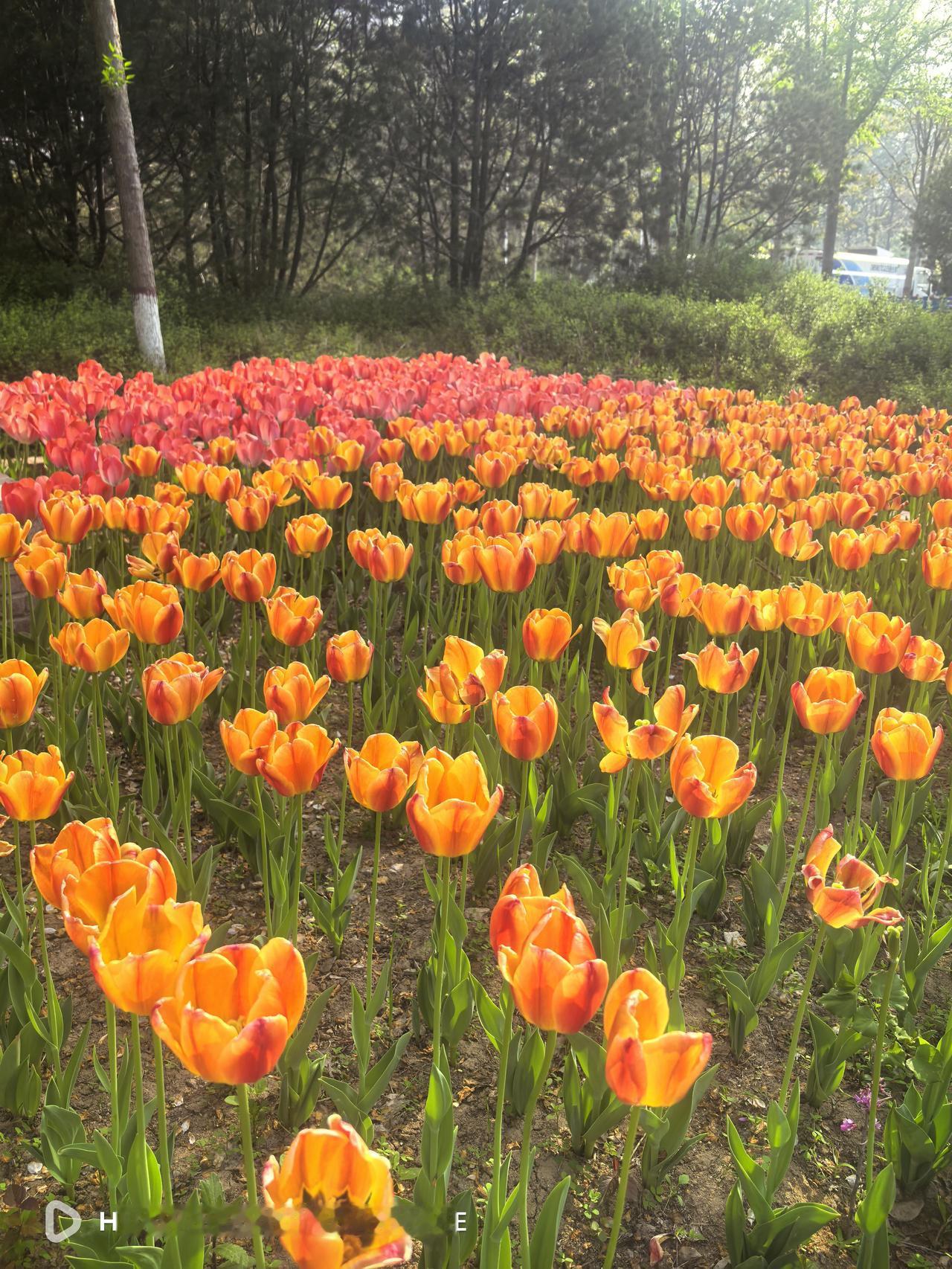 如果高市能够明白中国外交部的话，就该改张易辙，悬崖勒马，否则应该是不可承受之重。