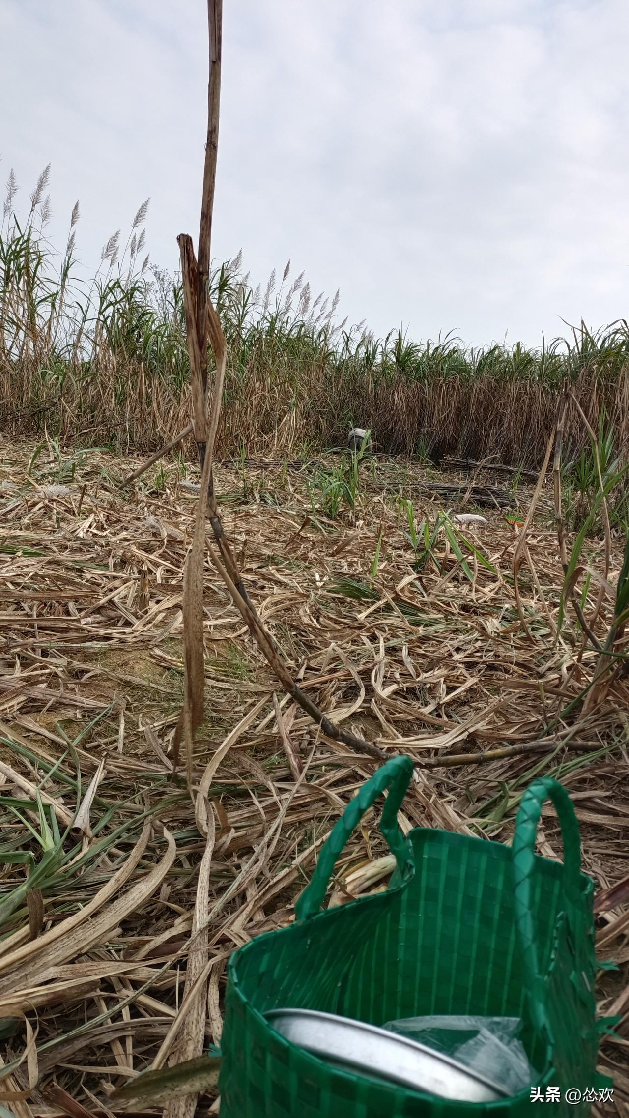 又得早起砍甘蔗，想想就心累。不过，贵港木格镇的白玉蔗倒是很值得期待。10 月 8