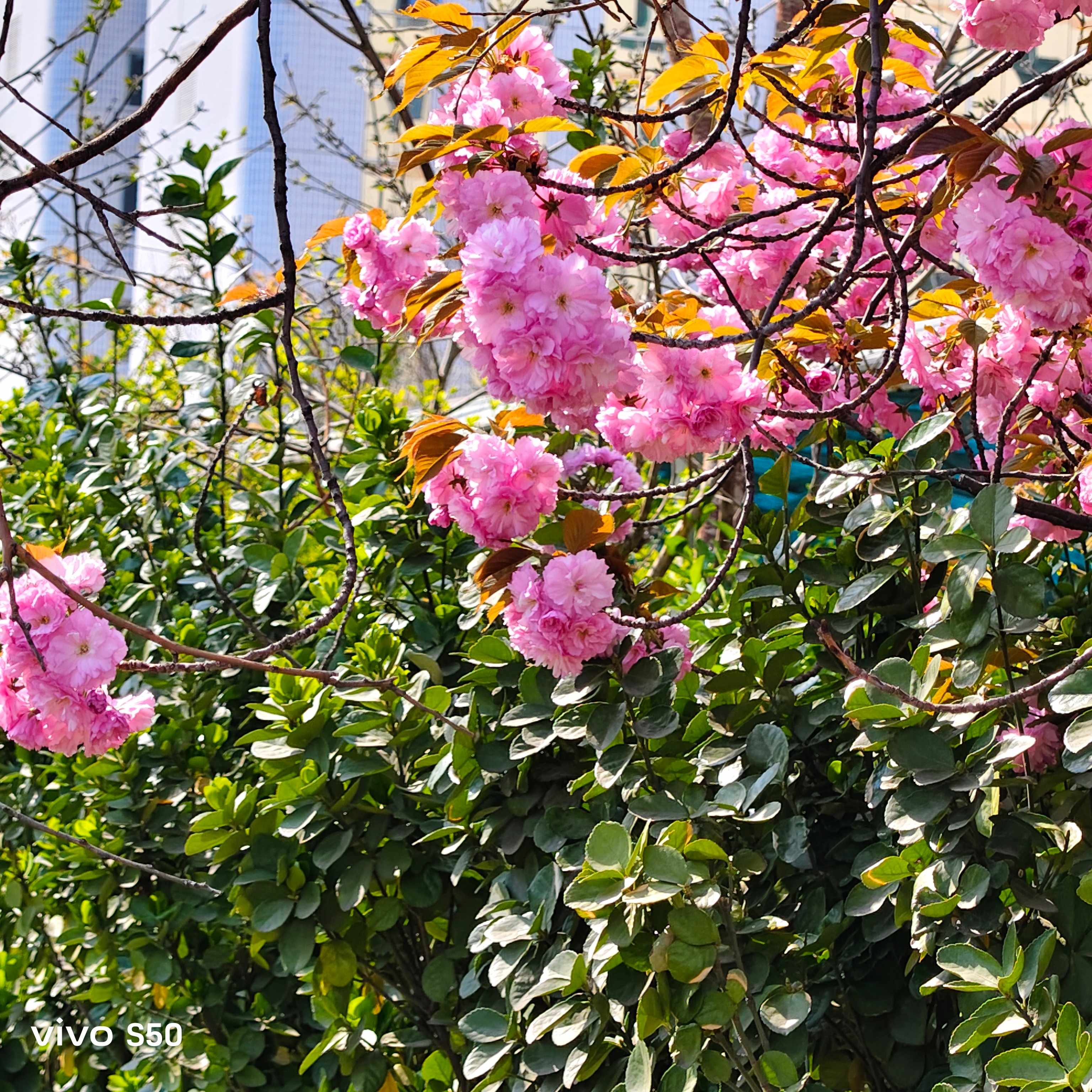 如果路上都是这种不会飞粉、飞絮的花和树就好了