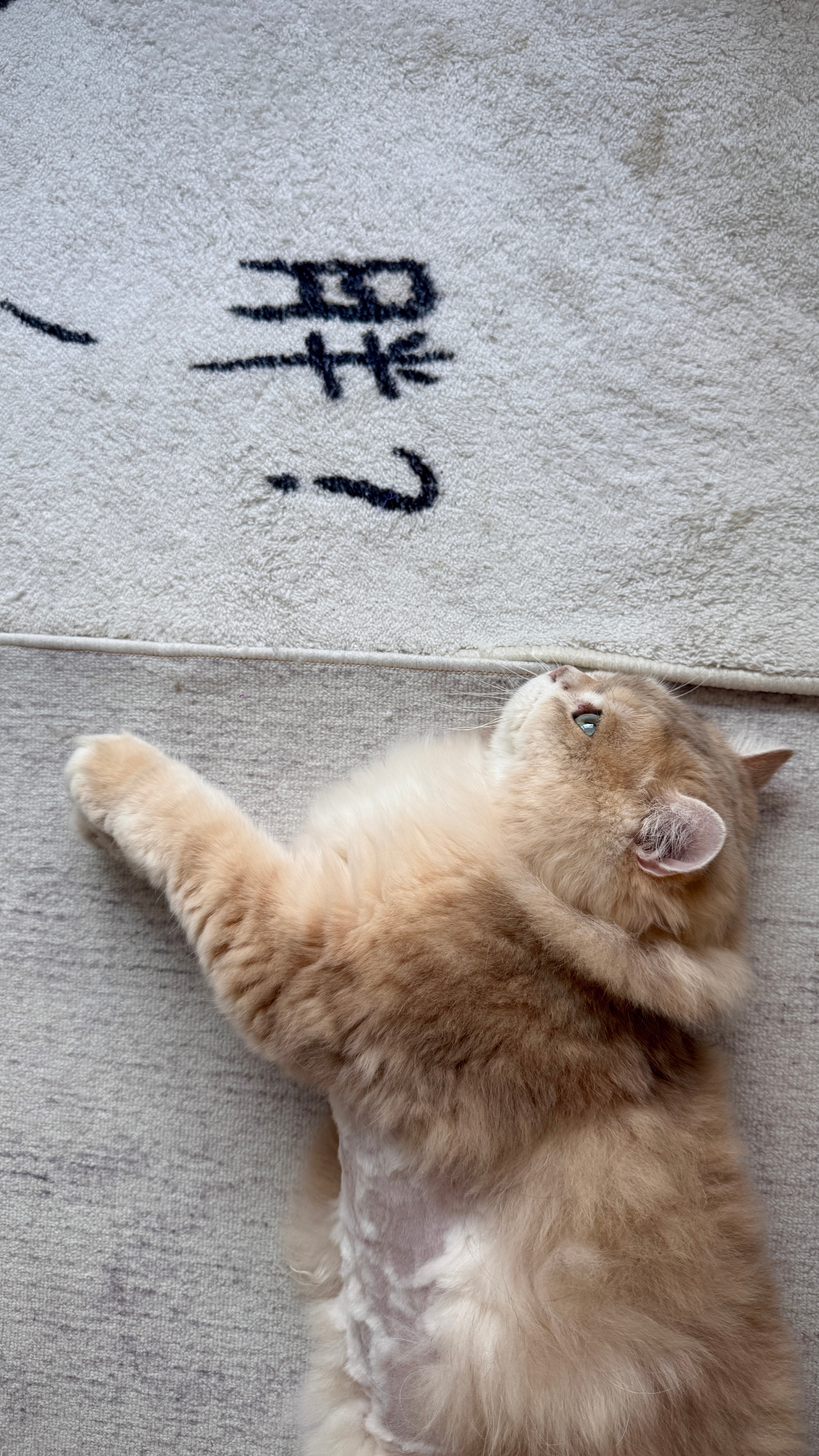 🐈‍⬛小猫日记 ​​​