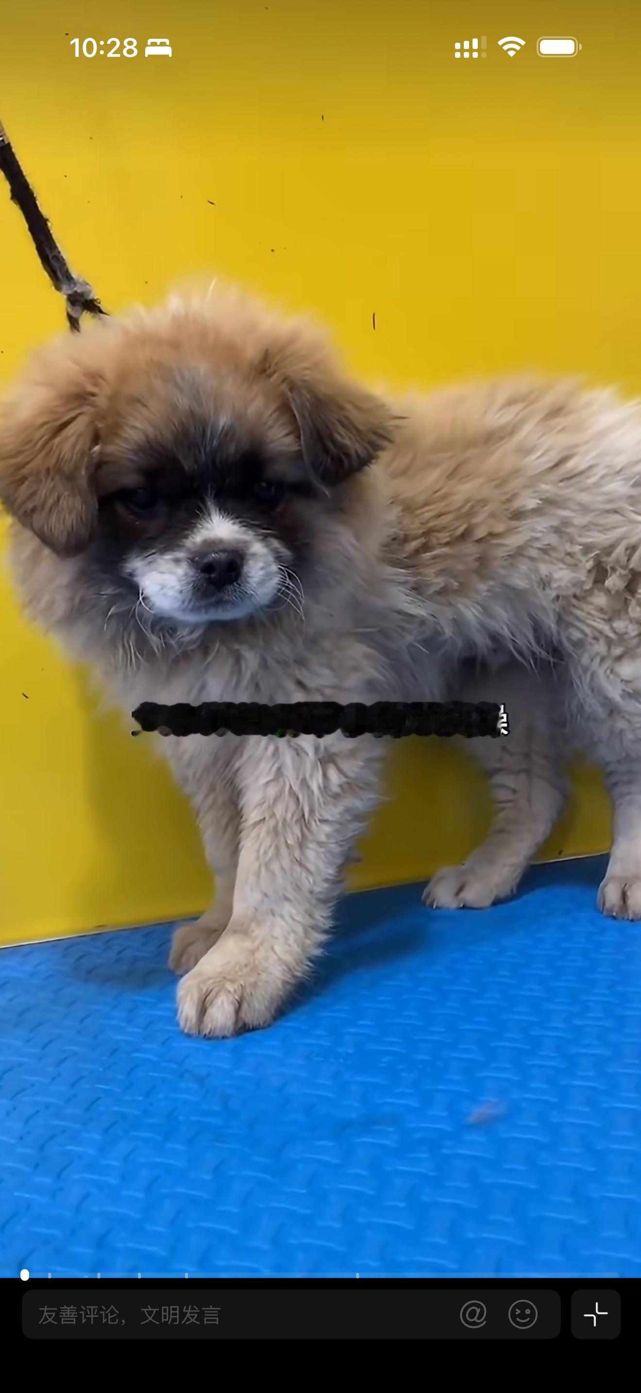 小狗洗澡洗得太干净主人懵了这没洗之前跟我的花花有的一拼乱七八糟的花色和小白嘴