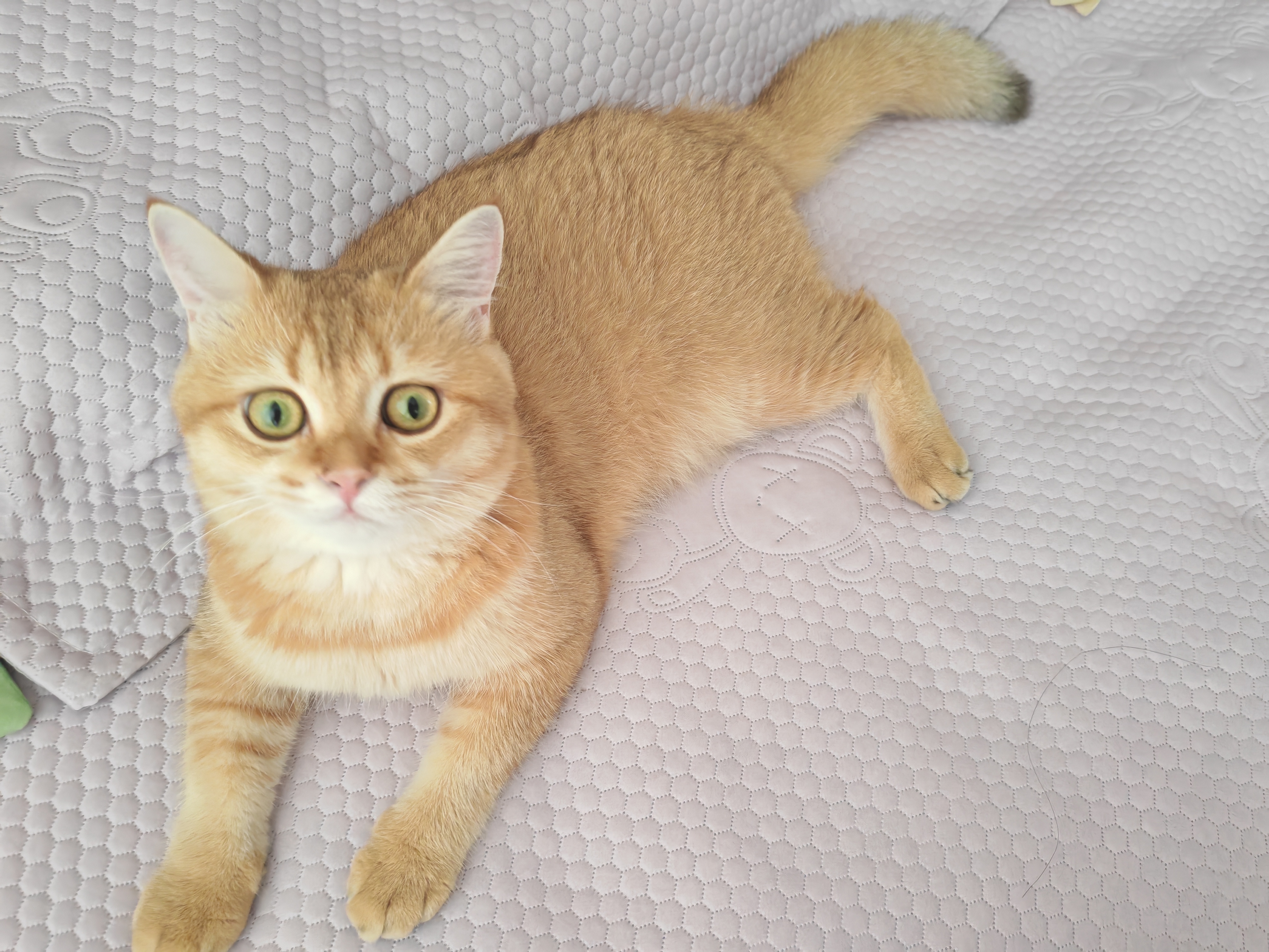 睡了一整晚这个猪喵金渐层[超话]猫 ​​​