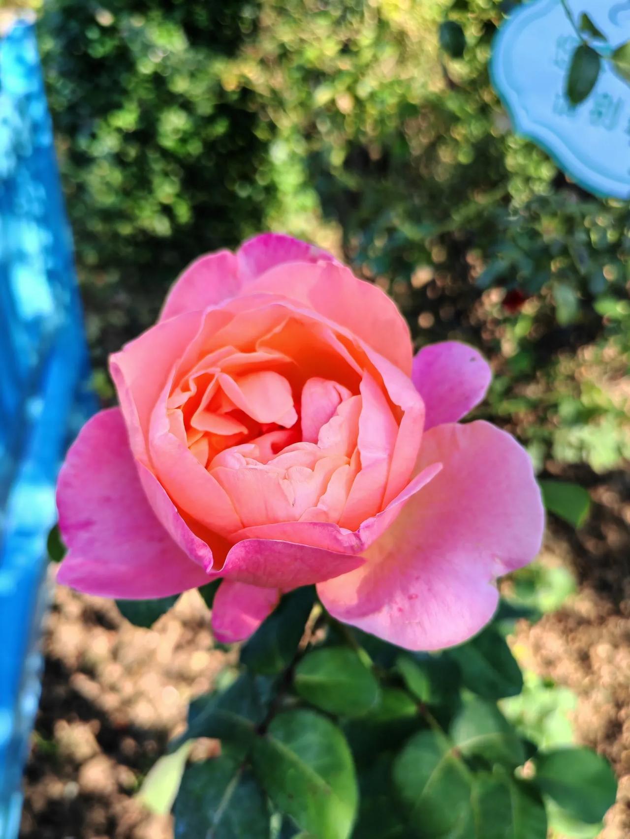 美丽的月季花，几乎一年四季都可以观赏这争奇斗艳的花朵。花无百日好红在这里是不存在