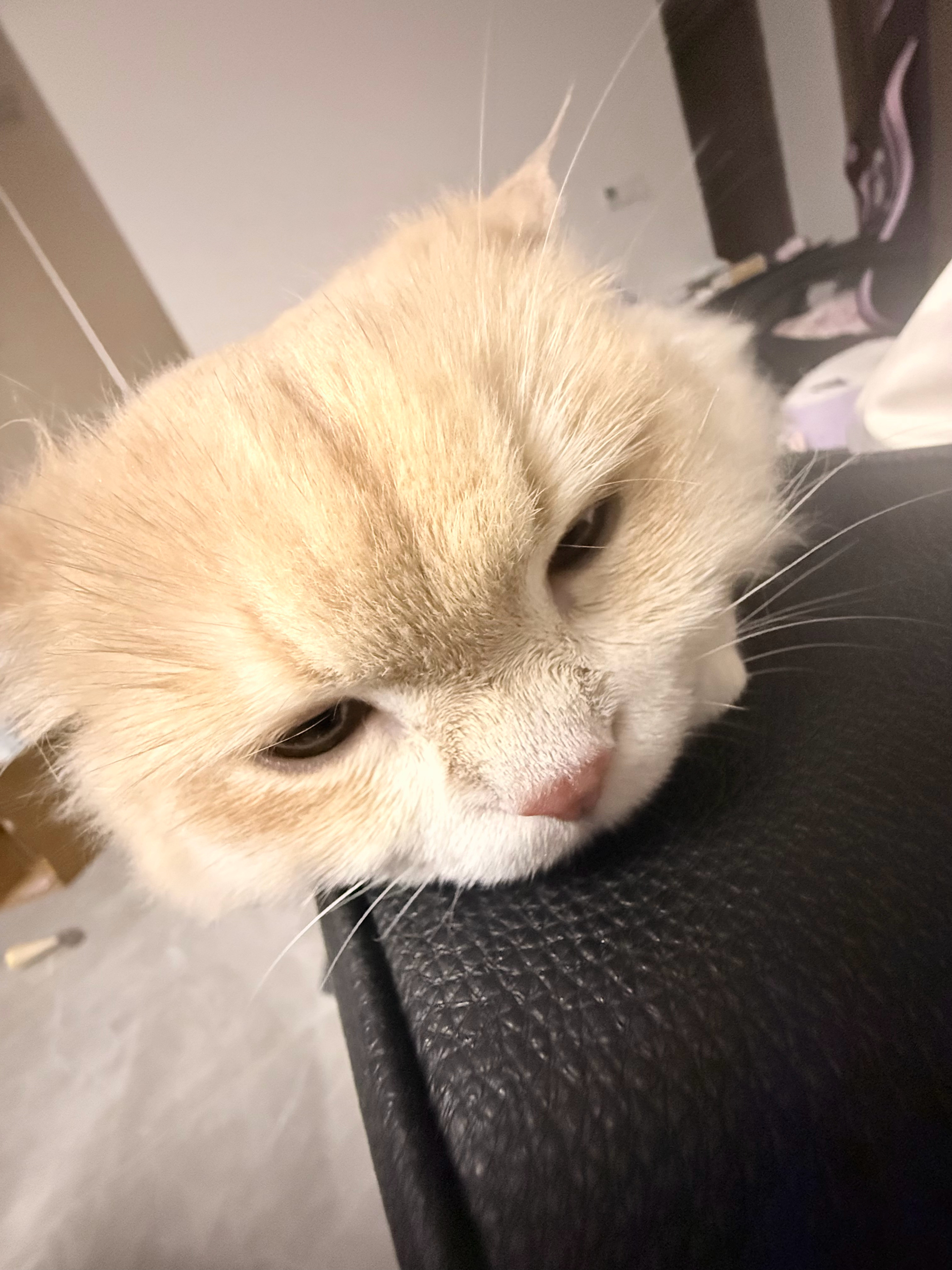 带她去洗澡回来就不开心了玻璃心小猫 ​​​