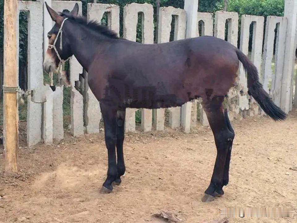 公骡子和母骡子为啥没生育能力，这得从它们的身世说起。骡子是马和驴杂交生出来的，马