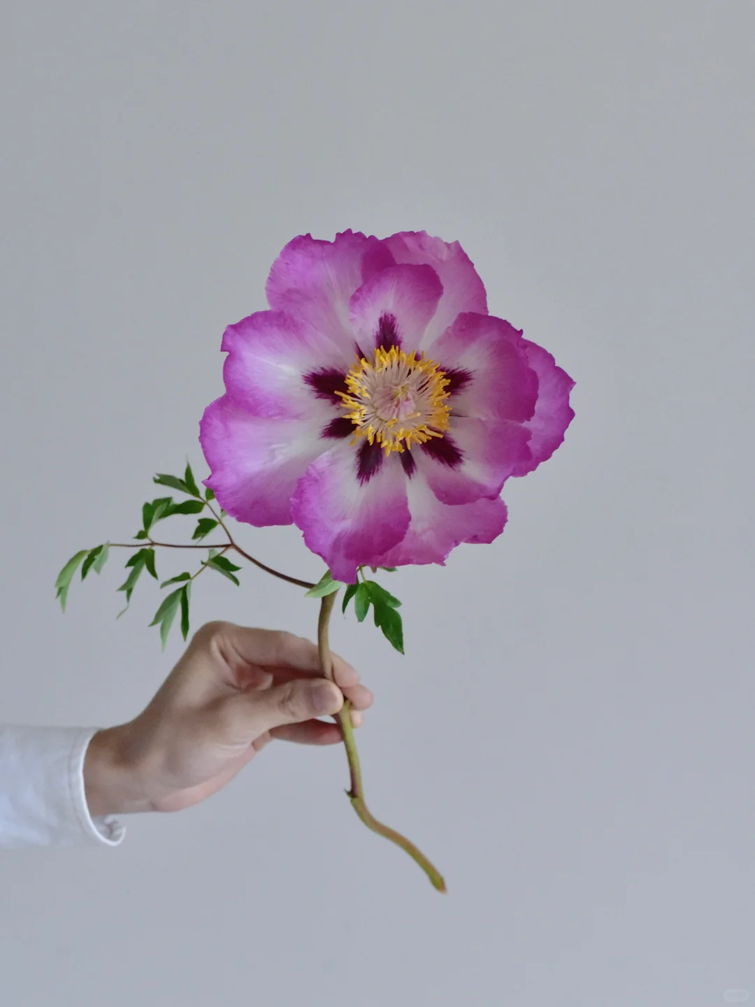 紫斑牡丹·十里荷香