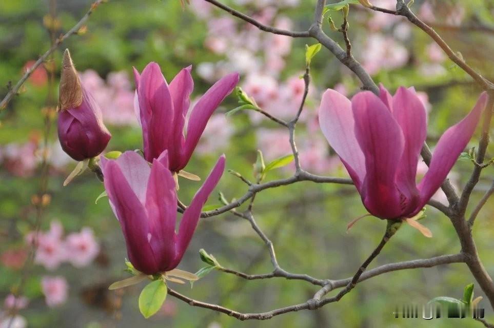 发一张你相册最近拍的花人间四月芳菲尽，随着时间季节的交替，留给那花满四月天的时间