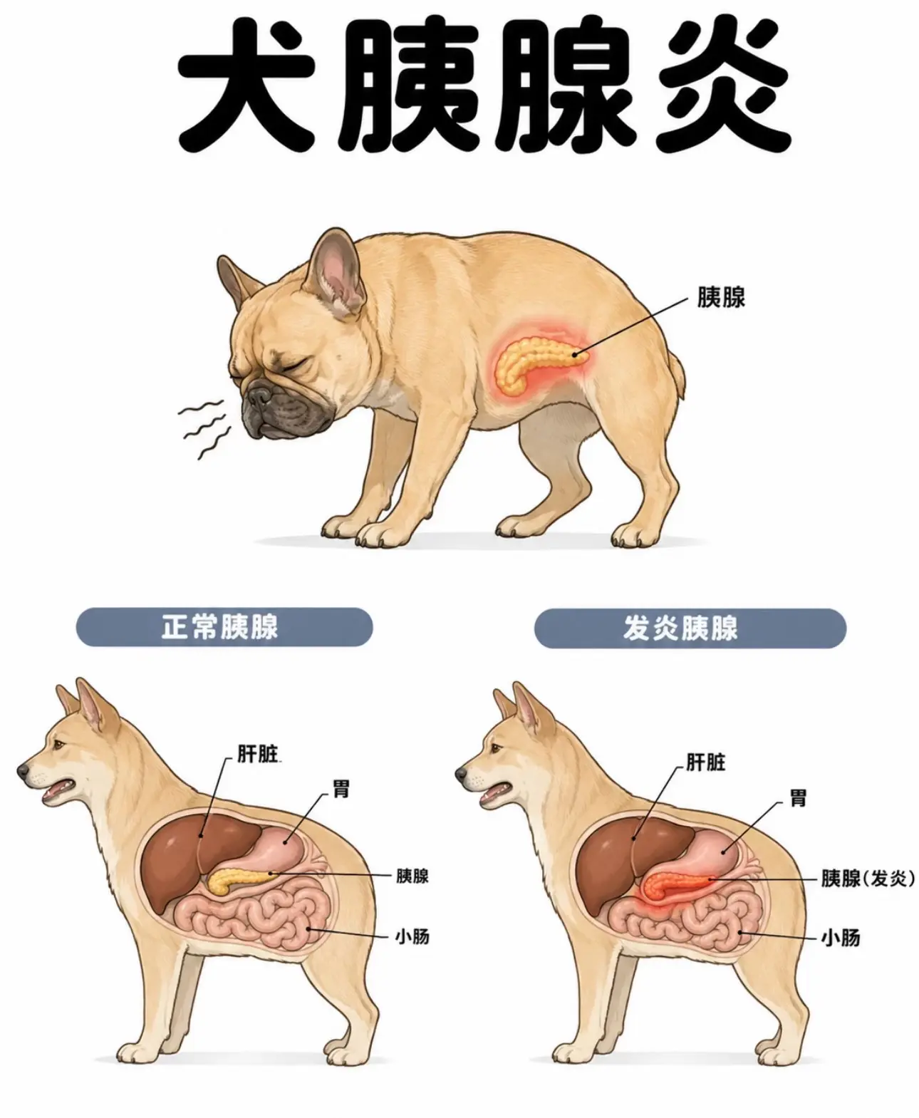 "诱因：高脂饮食、肥胖、高甘油三酯血症…❗️胰腺炎是犬腹部疼痛的主要原...
