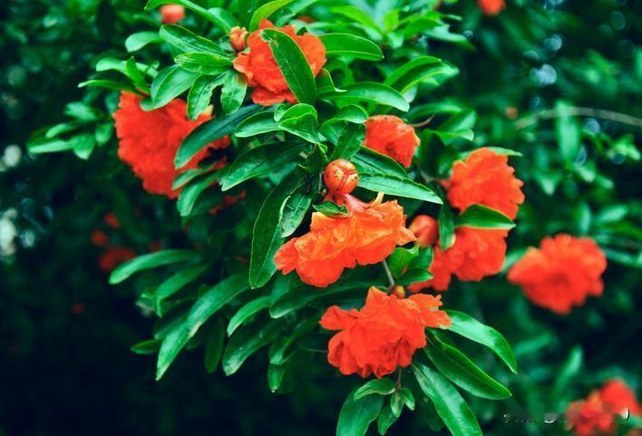 五月，正是石榴花热烈绽放的季节。在薛城区的大小广场、公园，还有城区主次干道两侧，