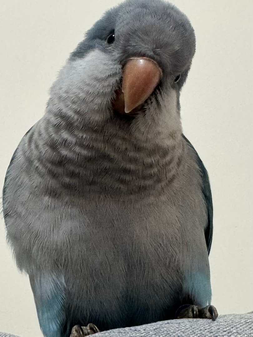 小鸟！ 
