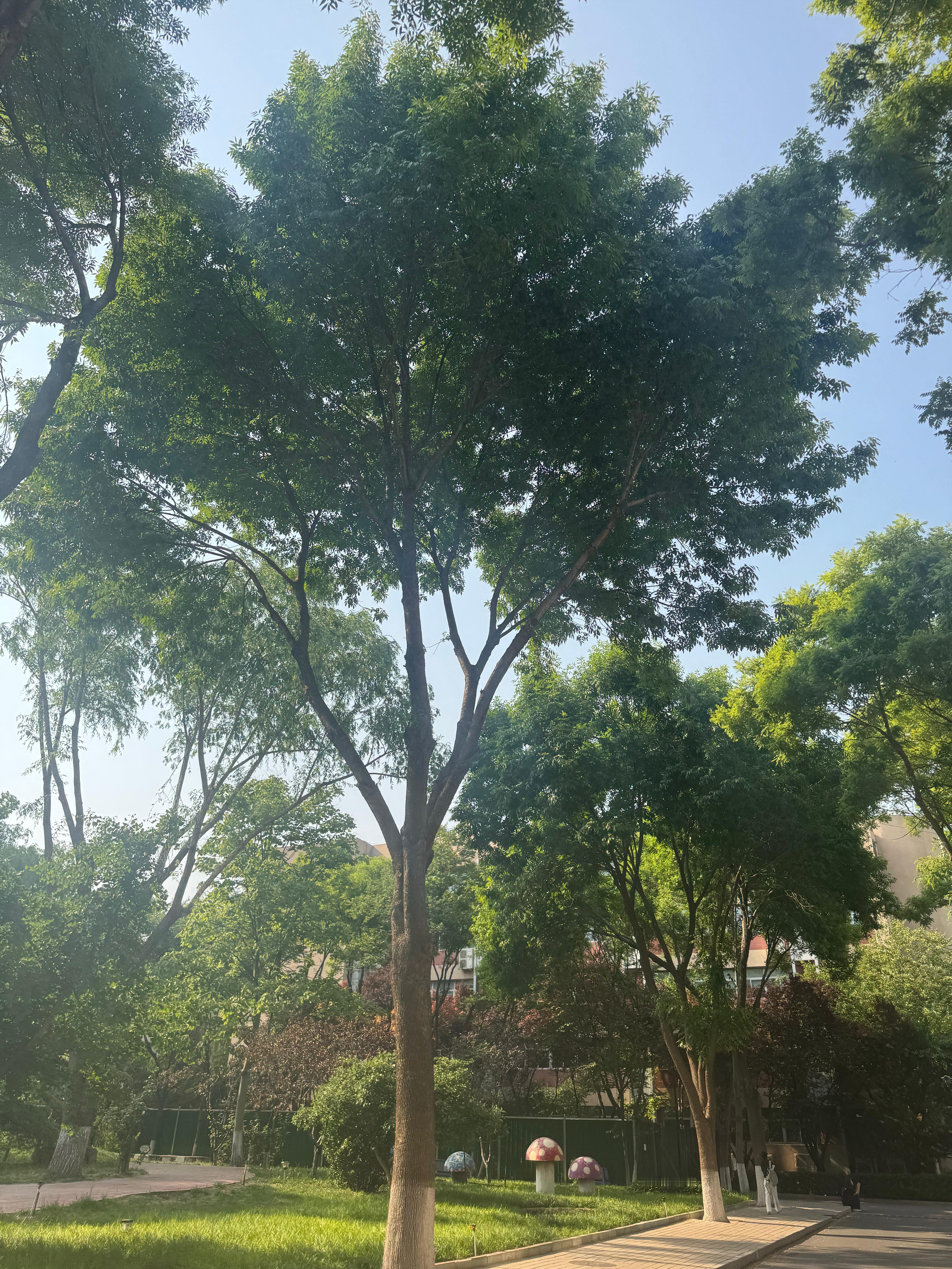 天气好好呀今天 就是太热了 北京柳絮到处飞出门就得戴口罩