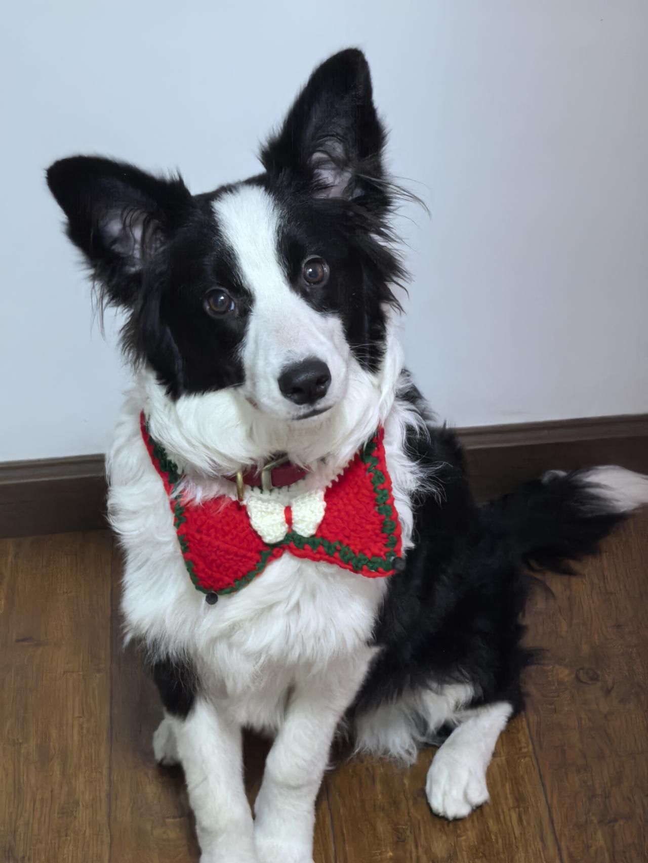 友友们，请问一下我家毛孩子途途穿哪件衣服好看啊？