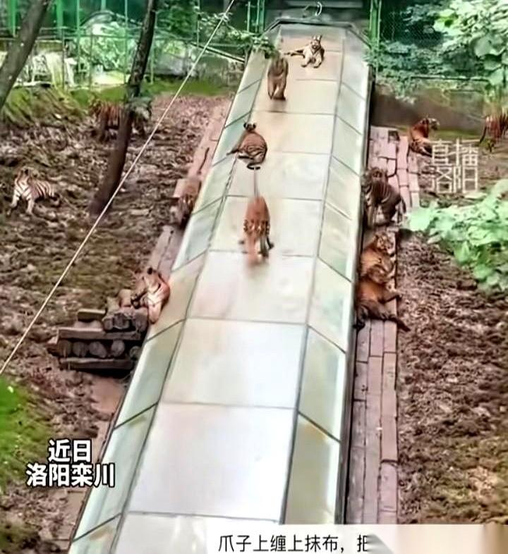 刚下班刷手机，差点把手机惊掉。
洛阳动物园那群老虎，居然排队玩起了滑滑梯。
就因
