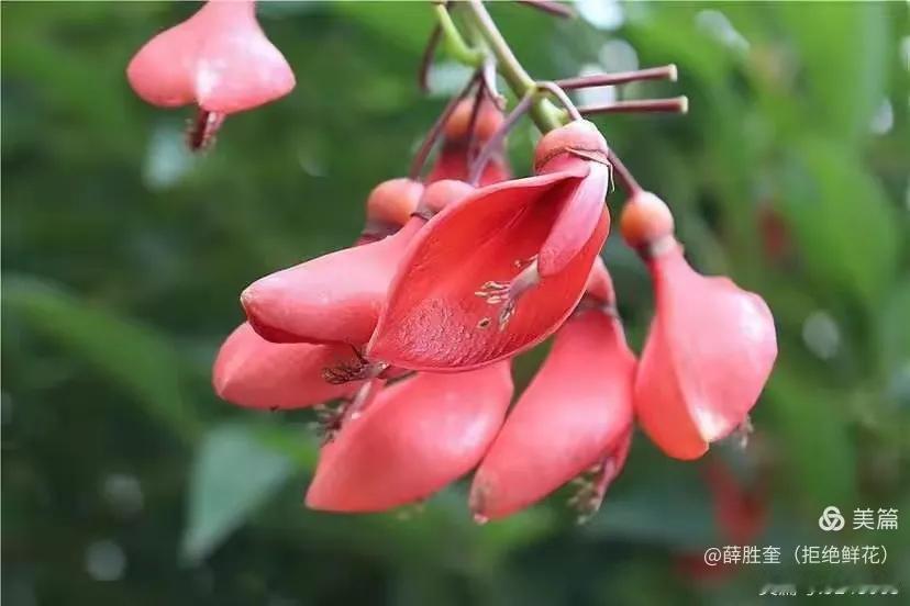 刺桐花

温和湿润最心宜

玉洁冰清不胜奇

树木参天逐浪态

枝丫错落展风姿