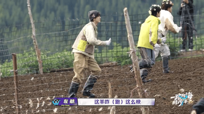 羊把苏新皓的手当跨杆了小羊：这根杆子不错。苏新皓：？？我手啊！本来想亲近小羊，反