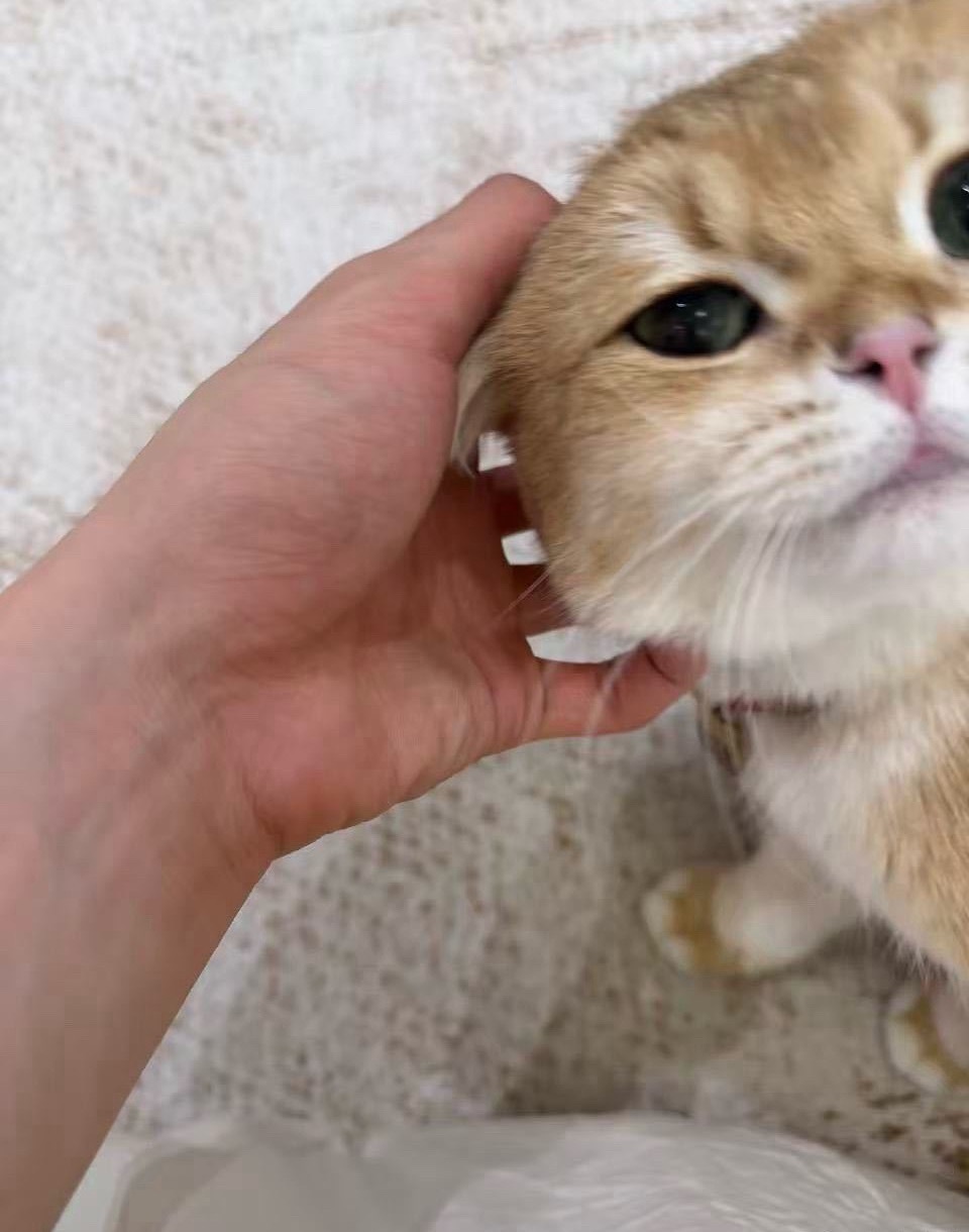 那很不配合了这小皮猫 