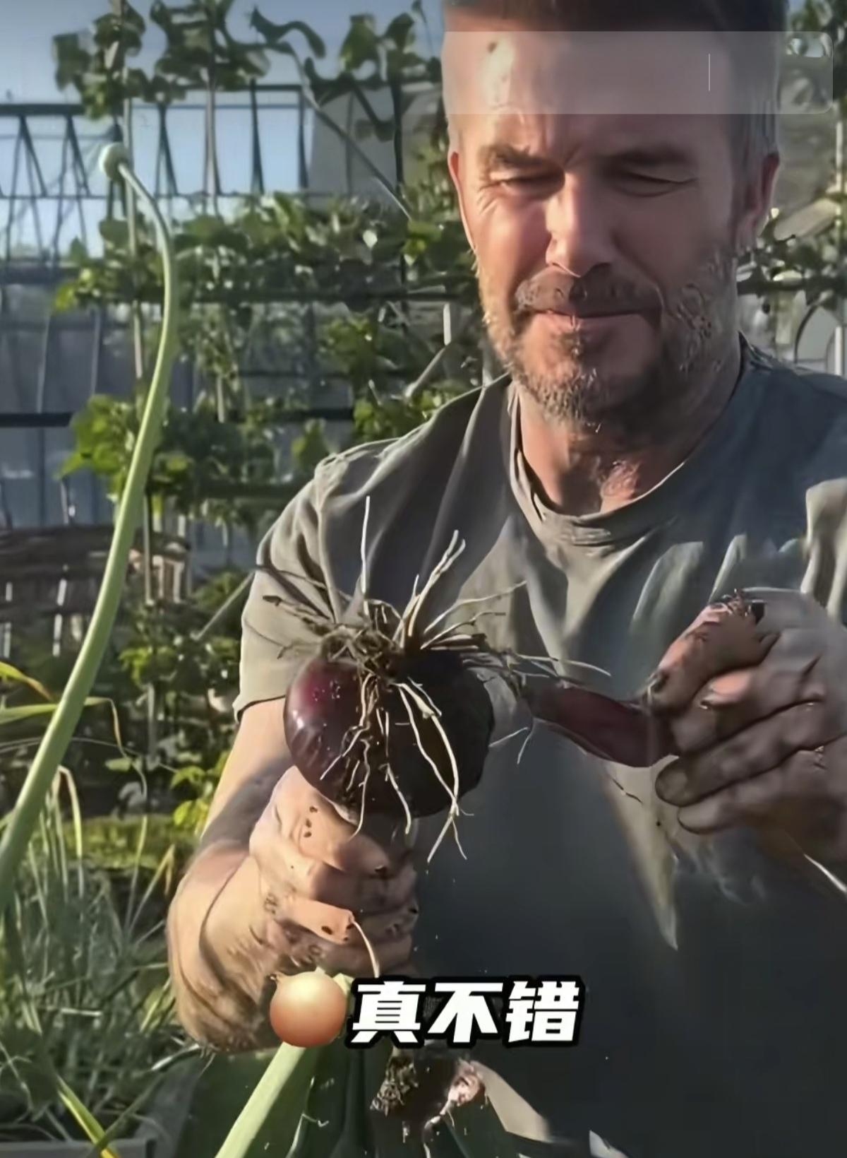 谁说老外没有种菜园子的习惯，看看贝克汉姆种的菜园子，比我妈院里种得还丰富了。而且