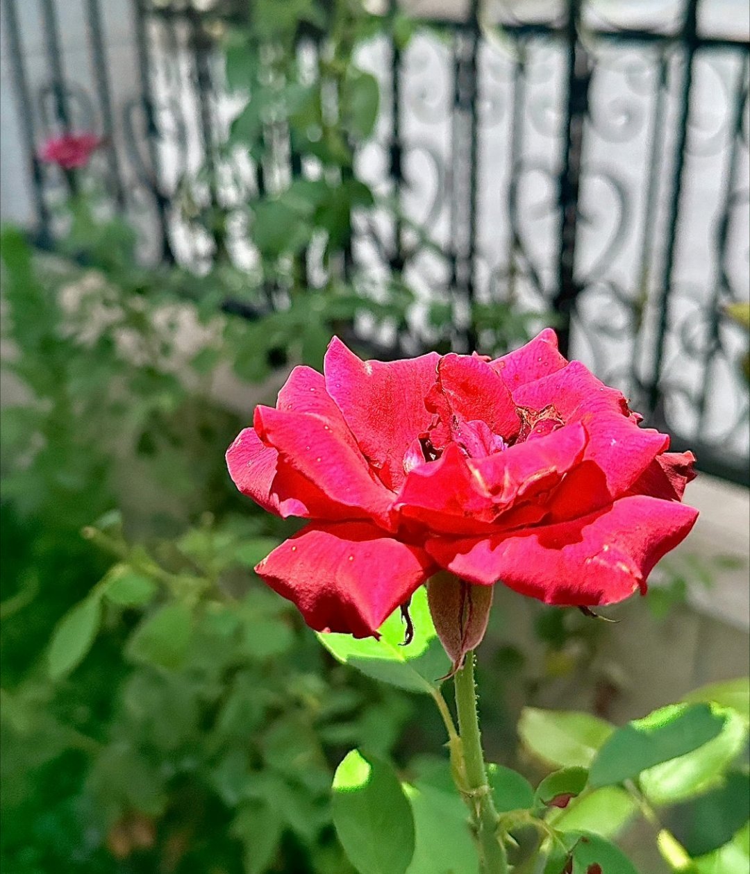 遇到调整都难熬，一起加油[鲜花] ​​​