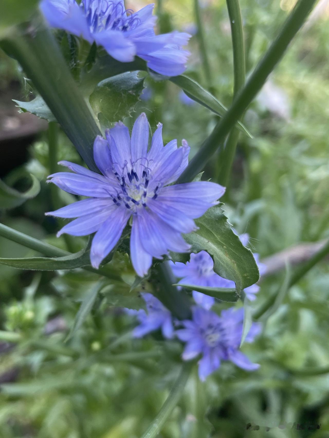 这是什么花？不要问豆包，不要查，我猜没几个人能认识这个花的。

这个花很奇妙，白