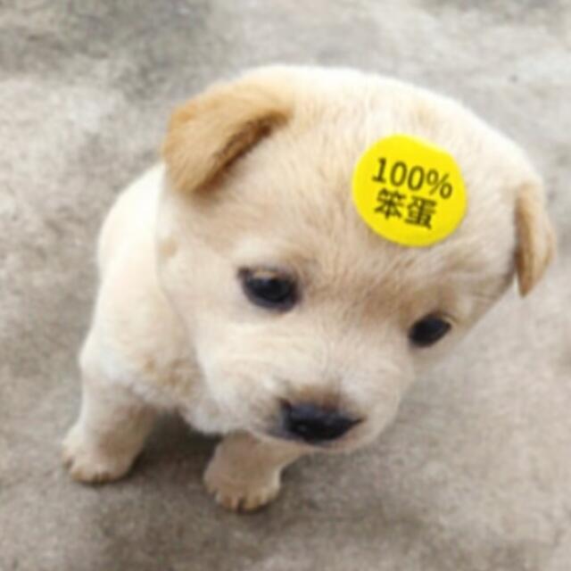 100％笨古古 ​​​