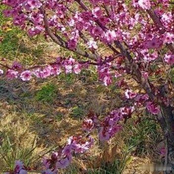 那满树的桃花🌸好似一个个孩子的笑脸，正在朝我微笑呢 
