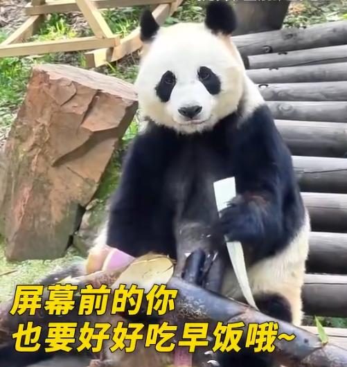 笑翻全网！大熊猫干饭名场面：笋之大，一猫抱不下！

最近这只抱着巨型竹笋狂炫的大