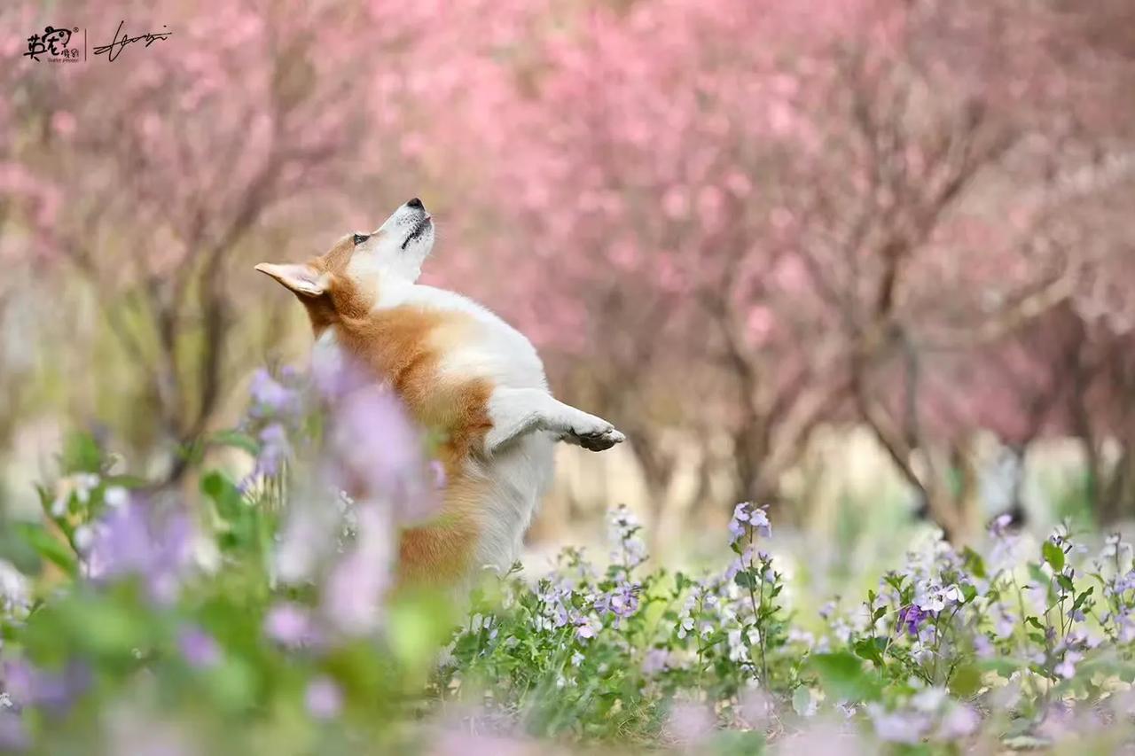 花好，狗好，摄影师好
妈妈超级无敌好！😍