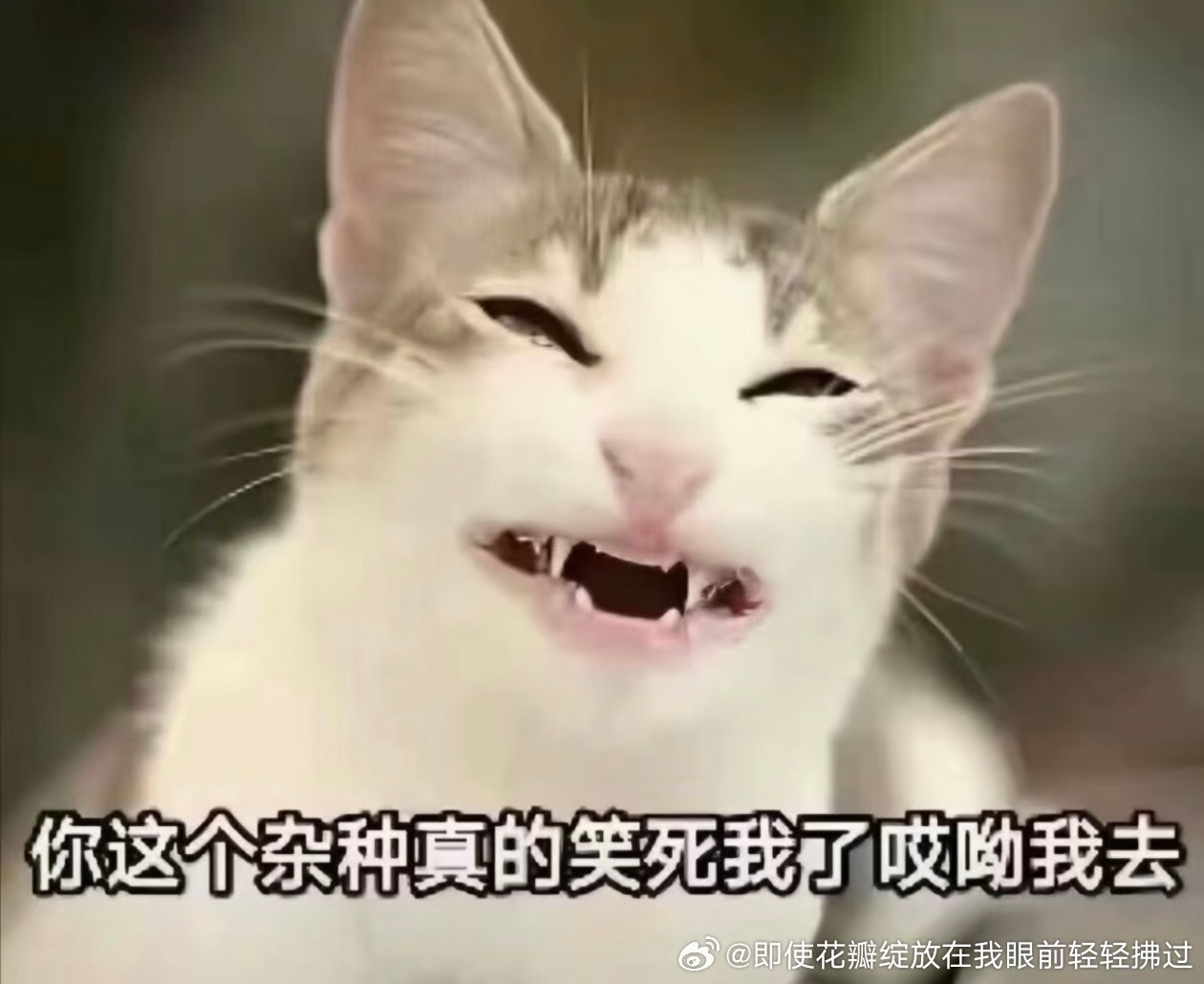 分享图片 