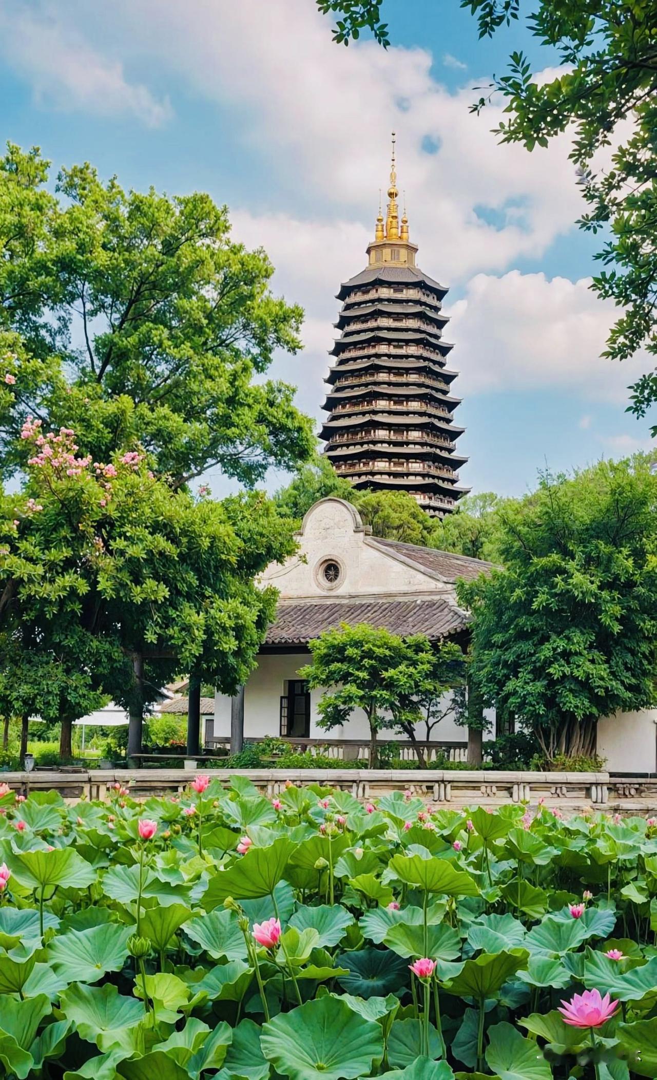夏日生活打卡季夏日的红梅公园青砖古塔，碧水荷塘，美得恰到好处。一汪清池铺满荷叶，