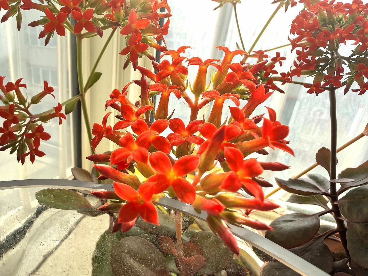 春节
悄无声息辞旧岁，
​百无聊赖看花开。
无情最是光阴转，
​却有暖阳透窗台。