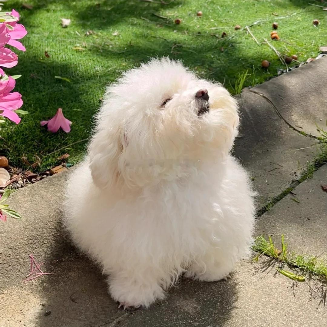 汪的天，9月第一个交易日也要恶心我！还是看看可爱修狗算了！[呵呵] ​​​