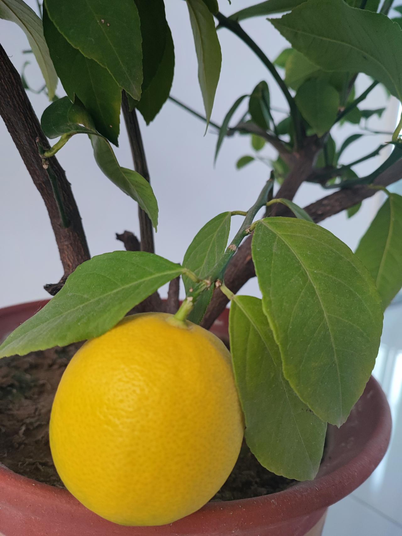 养儿子还是有用的！
原来都是老公赚钱养家，
我一辈子没出去赚过钱。
今年老公病了