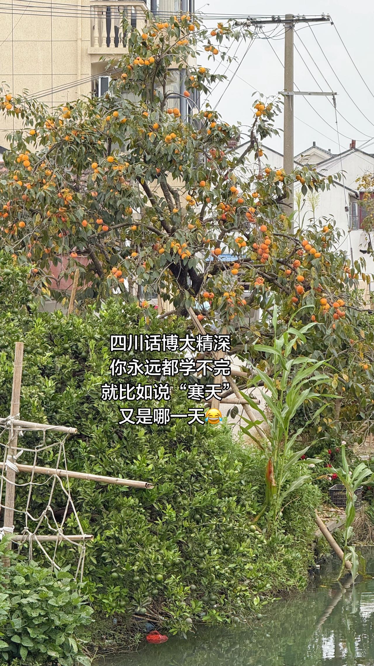 四川话博大精深
你永远都学不完
就比如说“寒天”
又是哪一天😂