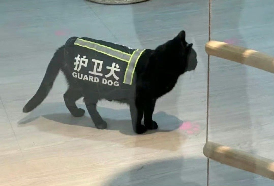 《当我简历造假却得到了这份工作》 ​​​
