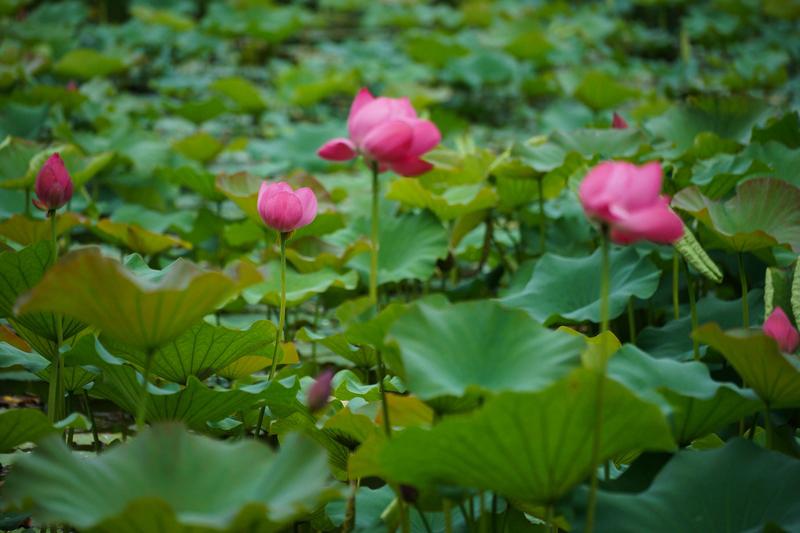 人生在世，真能做到一切随缘、学会释然吗？年轻时，我们像夏日急于绽放的荷，争颜色、