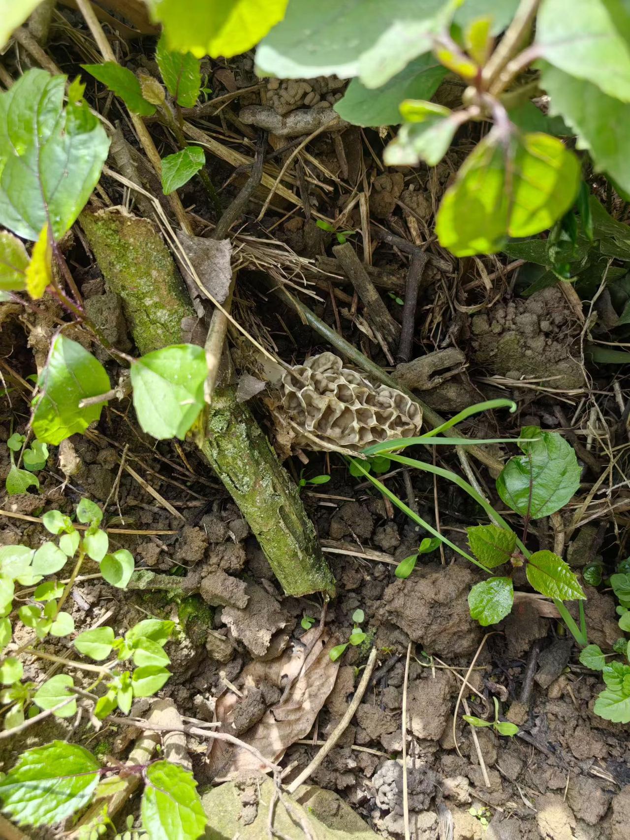 老家野生羊肚菌，有手掌大，我妈妈说，她拔了丢了一大堆，她怕是毒菌。大家看看这个会