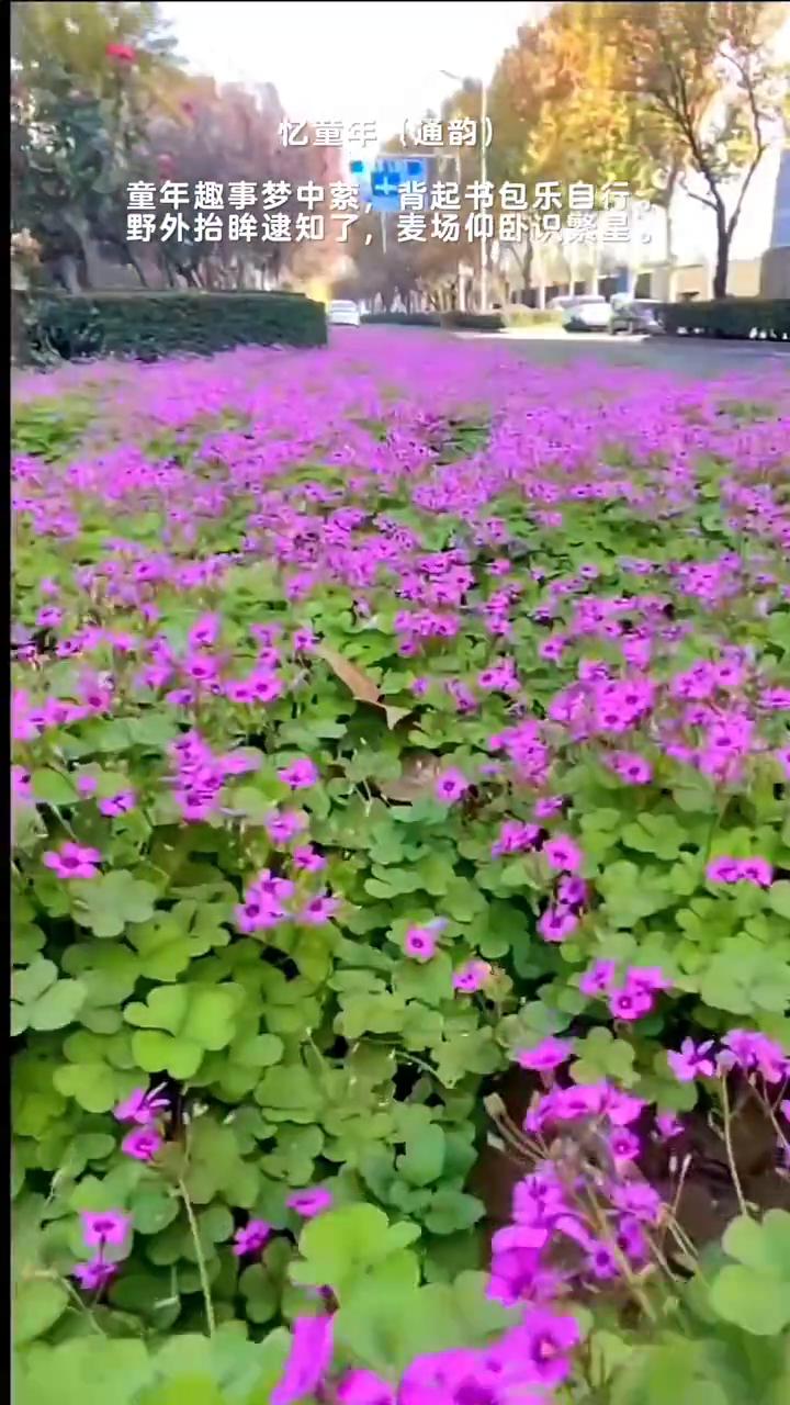忆童年(通韵)。
童年趣事梦中萦，背起书包乐自行。野外抬眸逮知了，麦场仰卧识繁星