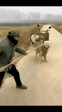 真的太气人了！乡下一老头骑着三轮车，专门干偷狗的缺德事，一只金毛被他硬生生拖在地