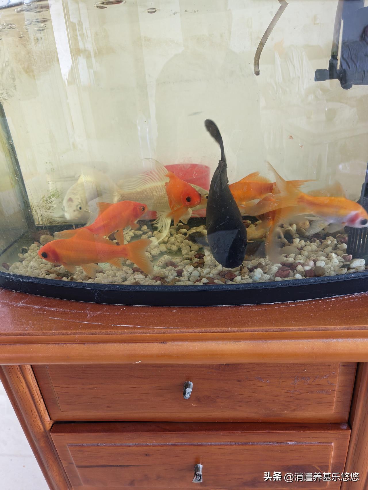 养了2年的锦鲤活蹦乱跳，这个锦鲤太好养了，适应环境强，不容易生病，10天半月甚至
