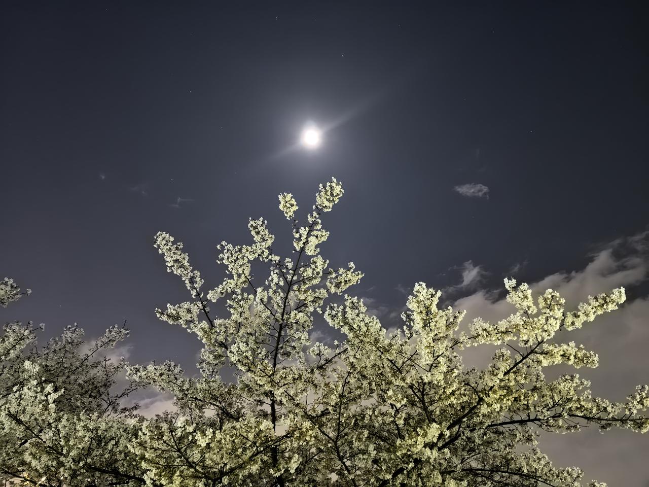 没想到白天的细雨过后，今晚的韵湖有这么好的月光，有这么好的樱花！而且，居然人这么