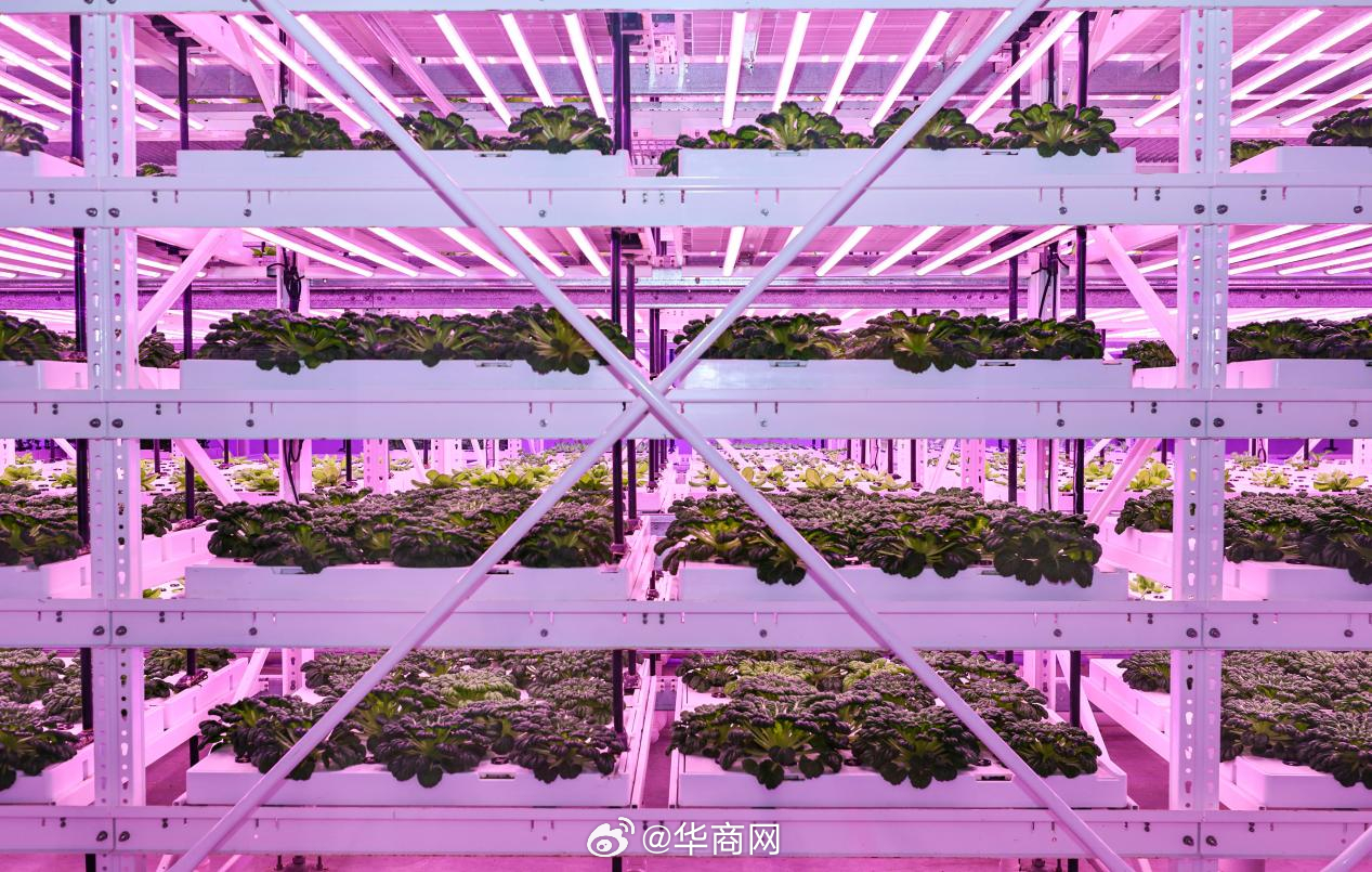 #解码杨凌农科城创新实践# 【企业集群：驱动产业能级跃升，壮大市场“生力军”】企