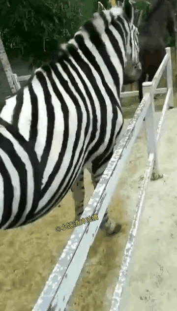 白马变斑马，被迫顶替上岗。做牛马也要造假。