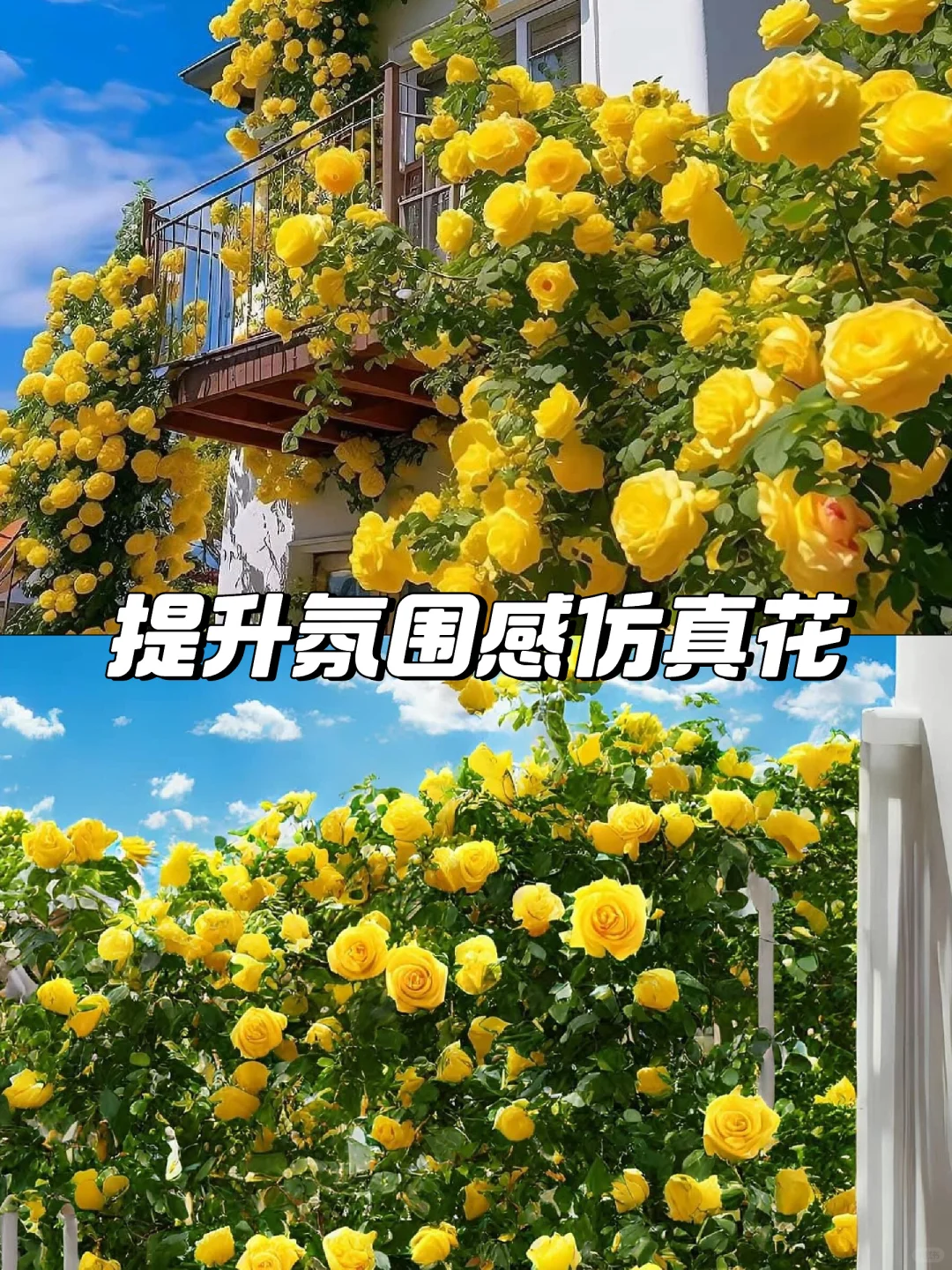 小预算仿真黄玫瑰造景出来的效果真的太绝了