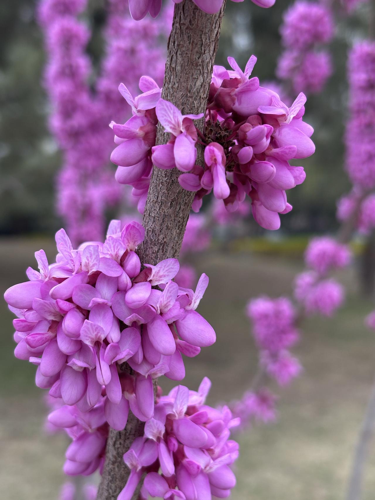 今天才知道它有一个好听的名字-紫荆。因花满枝条，因此也叫“满条红”、“珊瑚树”。