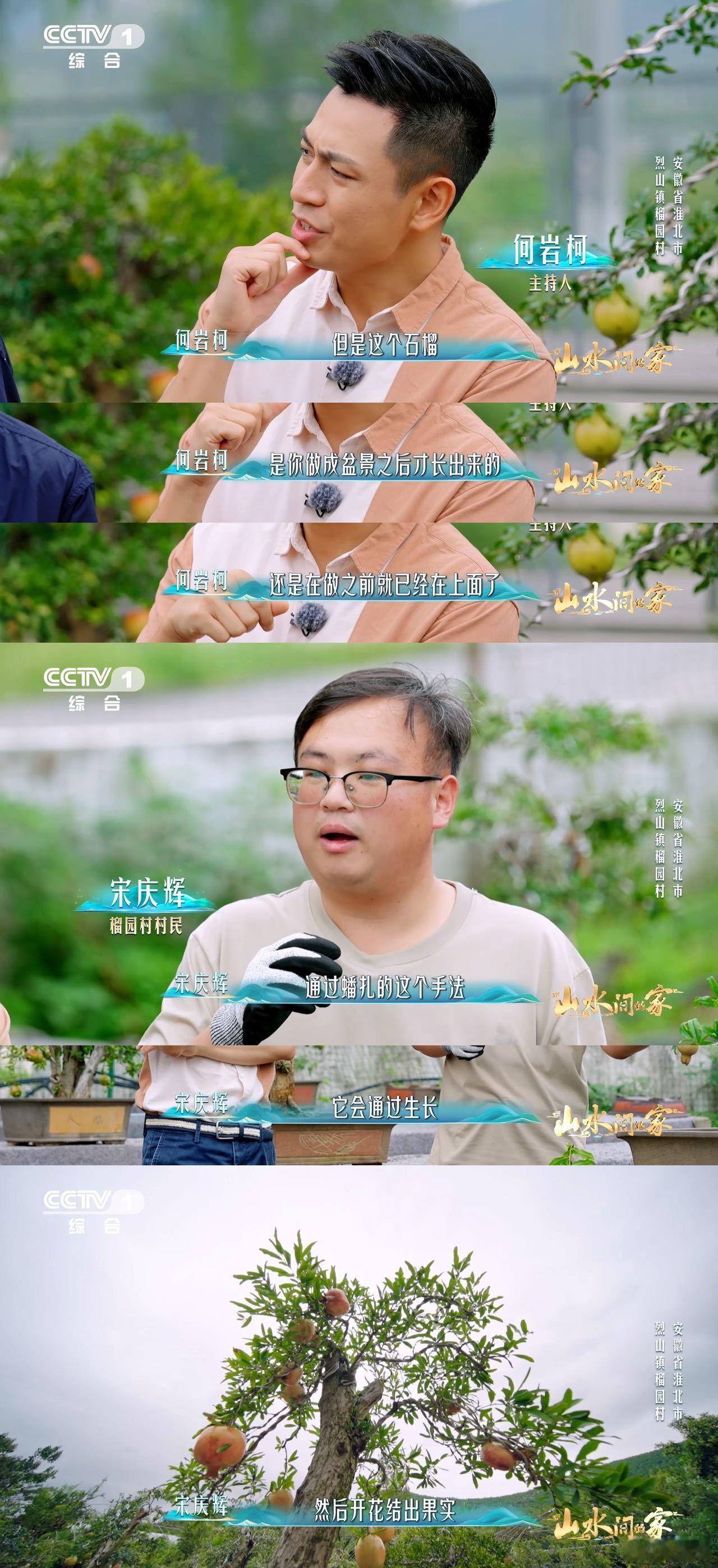 中国人欣赏盆景的血脉觉醒了已经到能欣赏盆景的年纪了 忽然就悟了盆景的美，石榴盆景