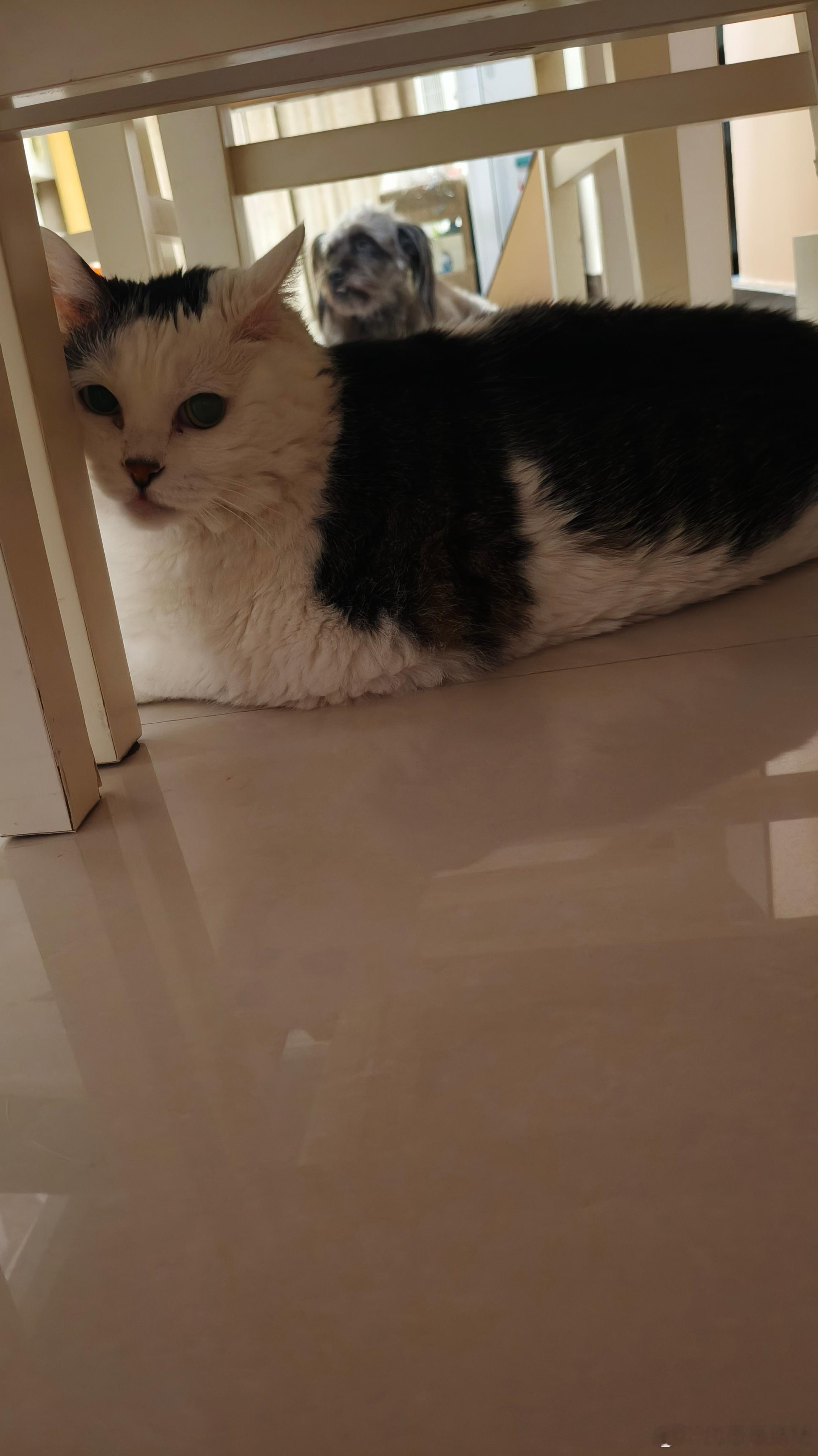 天翼在家最大的乐趣就是盯猫追猫，这么趴着能待半天……我先睡了，晚安